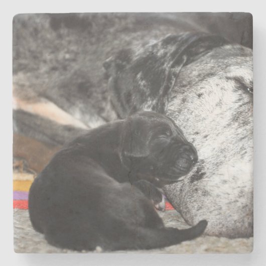 Great Dane Puppy Marble Coaster with square images ストーンコースター (正面)