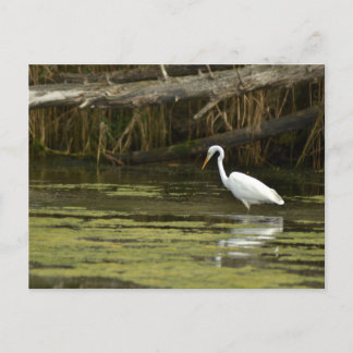 Great Egret bird in the water ポストカード