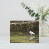 Great Egret bird in the water ポストカード (スタンド正面)