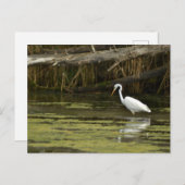 Great Egret bird in the water ポストカード (正面/裏面)
