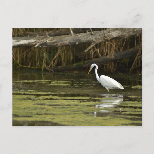 Great Egret bird in the water ポストカード (正面)