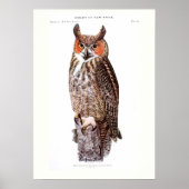 Great Horned Owl ポスター (正面)