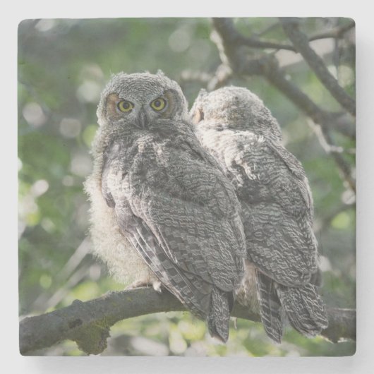 Great Horned Owl Siblings Stone Coaster ストーンコースター (正面)