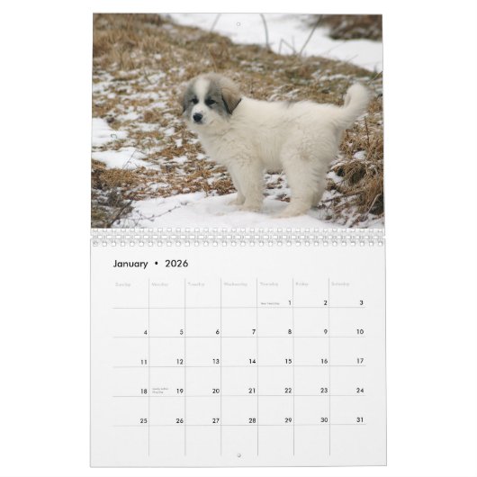 Great Pyrenees Puppy Calendar カレンダー (1月 2026)