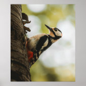 Great Spotted Woodpecker Fine Art Nature Poster ポスター (正面)
