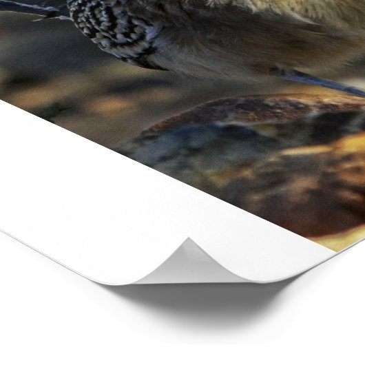 Greater Roadrunner ポスター (角)