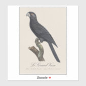 Greater Vasa Parrot, Coracopsis Vasa Illustration シール (シート)