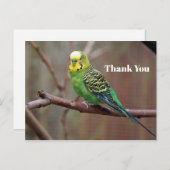 Green かわいらし Paraket写真ありがとう ポストカード (正面/裏面)