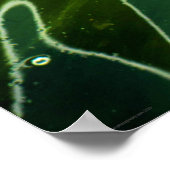 Green Algae and Water wapcn ポスター (角)