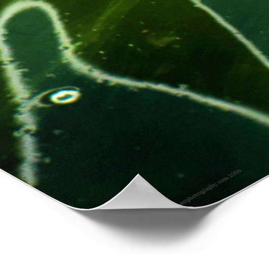 Green Algae and Water wapcn ポスター (角)