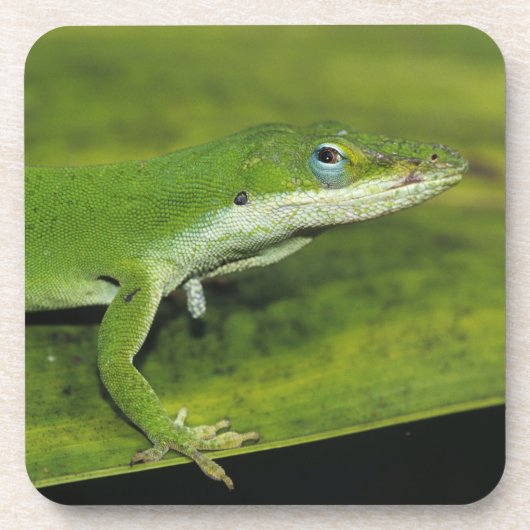 Green Anole、Anolis carolinensis、ヤシの上で大人 コースター (正面)