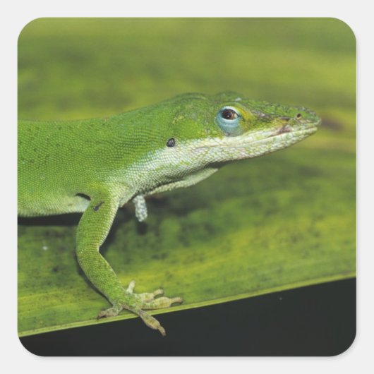 Green Anole、Anolis carolinensis、ヤシの上で大人 スクエアシール (正面)