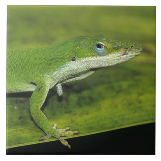 Green Anole、Anolis carolinensis、ヤシの上で大人 タイル (正面)
