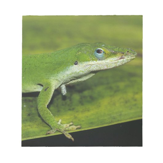 Green Anole、Anolis carolinensis、ヤシの上で大人 ノートパッド (正面)