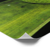 Green Anole、Anolis carolinensis、ヤシの上で大人 ポスター (角)