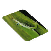 Green Anole、Anolis carolinensis、ヤシの上で大人 マグネット (右側)