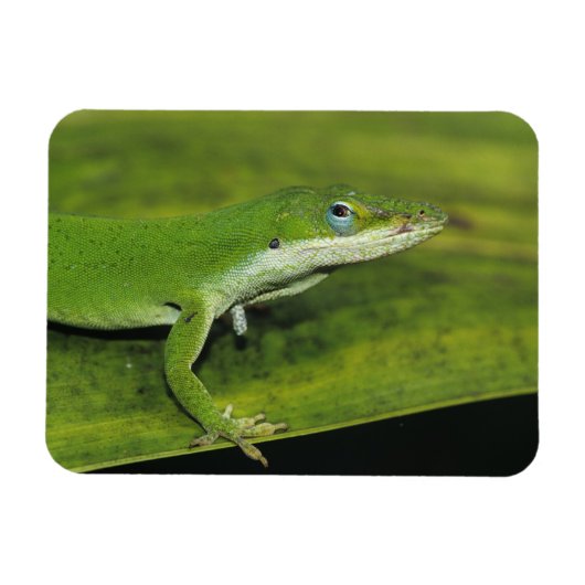 Green Anole、Anolis carolinensis、ヤシの上で大人 マグネット (横)