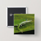 Green Anole、Anolis carolinensis、ヤシの上で大人 缶バッジ (正面&裏面)