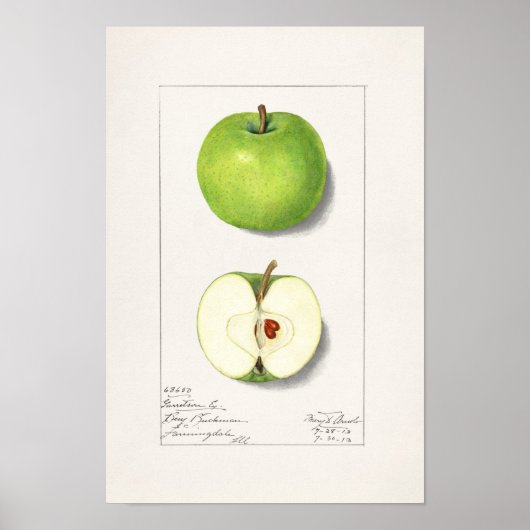 Green Apples (Malus Domestica) Fruit Painting ポスター (正面)