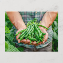 Green Beans Harvest in Farmer’s Hands シーズンポストカード