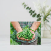 Green Beans Harvest in Farmer’s Hands シーズンポストカード (スタンド正面)