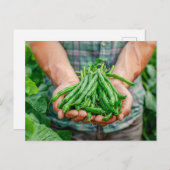 Green Beans Harvest in Farmer’s Hands シーズンポストカード (正面/裏面)