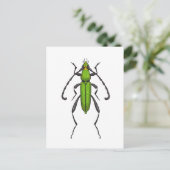 Green beetle ポストカード (スタンド正面)