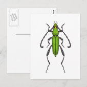Green beetle ポストカード (正面/裏面)