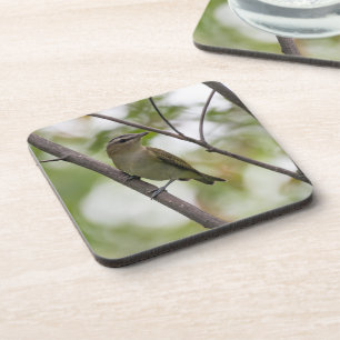 Green Bird, Red-Eyes Vireo,カナダ写真 コースター