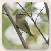 Green Bird, Red-Eyes Vireo，カナダ写真 コースター (正面)