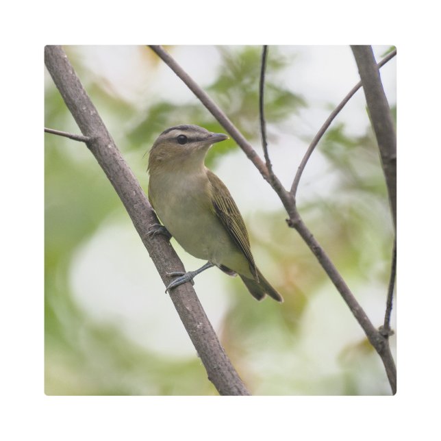 Green Bird, Red-Eyes Vireo，鳥写真 メタルプリント (正面)