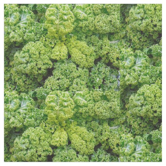 Green cabbage ファブリック (クローズアップ)