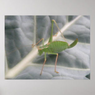 Green Cricketマクロプリント ポスター