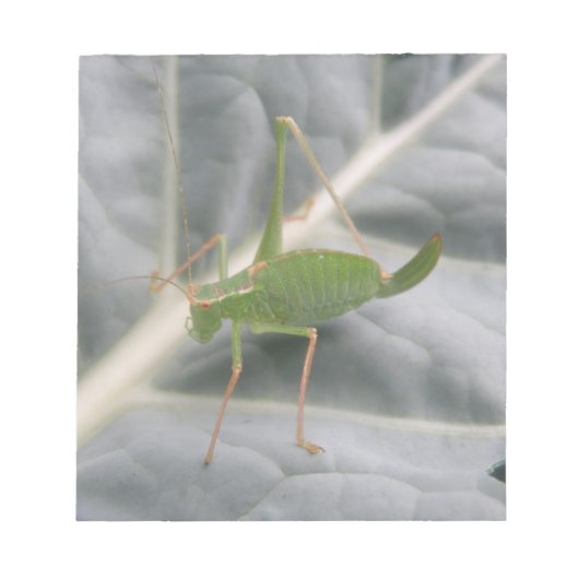 Green Cricketマクロメモ帳 ノートパッド (正面)