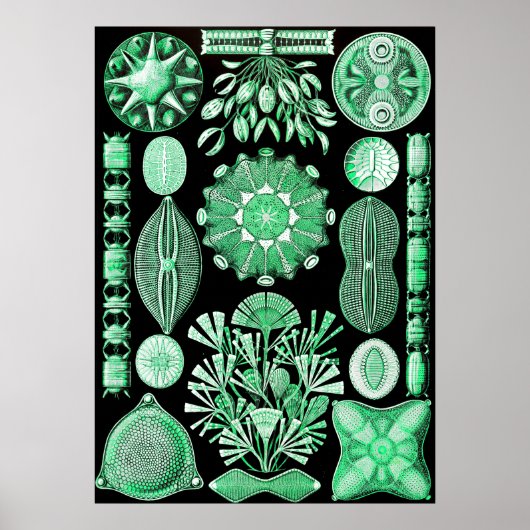 Green Diatomeae、Diatom ポスター (正面)
