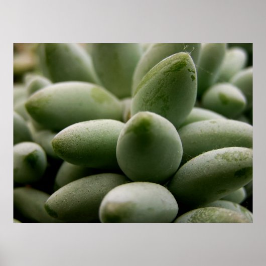 Green Gemsポスター ポスター (正面)