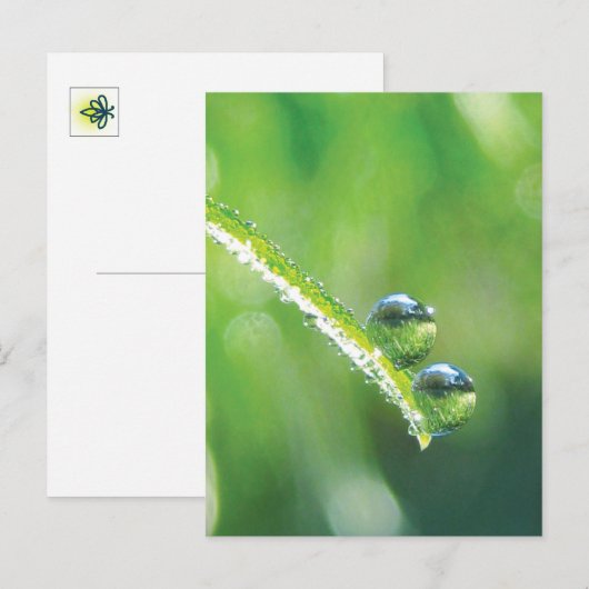 Green Grass With Dew Drops Reflecting Earth ポストカード (正面/裏面)