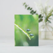 Green Grass With Dew Drops Reflecting Earth ポストカード (スタンド正面)
