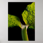 Green Hosta Leaf on Black ポスター (正面)