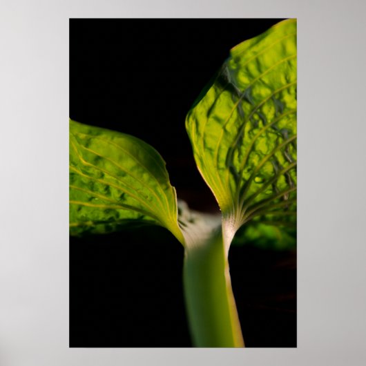 Green Hosta Leaf on Black ポスター (正面)