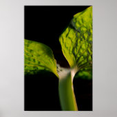 Green Hosta Leaf on Black ポスター (正面)