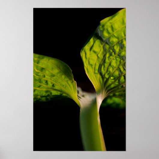 Green Hosta Leaf on Black ポスター (正面)