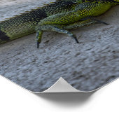 Green Iguana in the Shade of a Palm Tree ポスター (角)