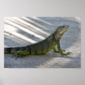 Green Iguana in the Shade of a Palm Tree ポスター (正面)