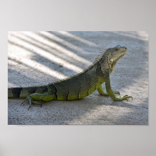 Green Iguana in the Shade of a Palm Tree ポスター (正面)