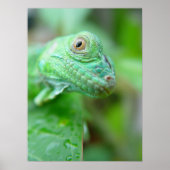 Green Iguana Lizard Reptile On Leaf Poster ポスター (正面)