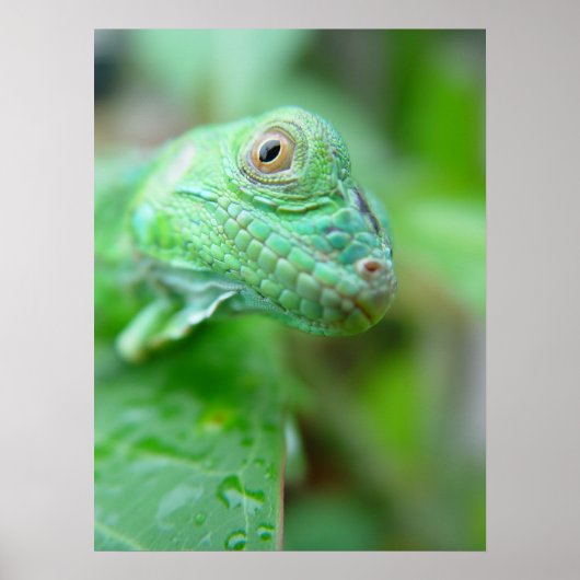 Green Iguana Lizard Reptile On Leaf Poster ポスター (正面)