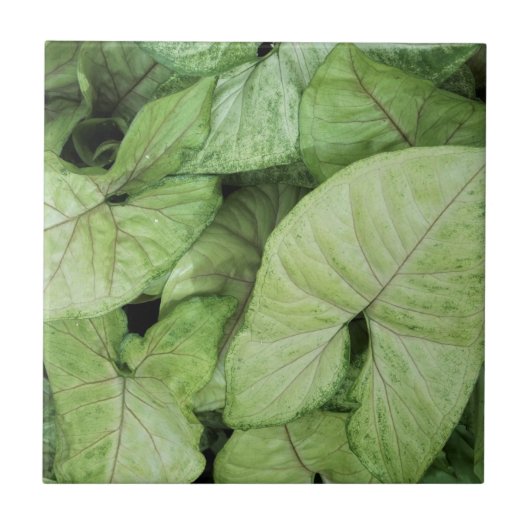 Green Leaf Print タイル (正面)