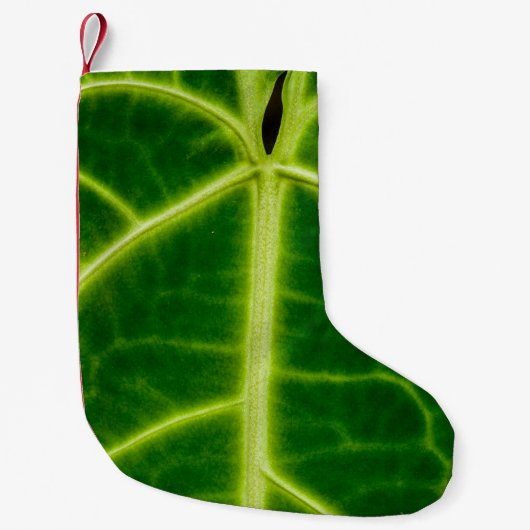 Green-leafed plant スモールクリスマスストッキング (正面)