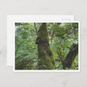 Green moss ポストカード (正面/裏面)